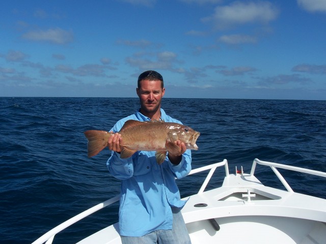 Nice coral trout